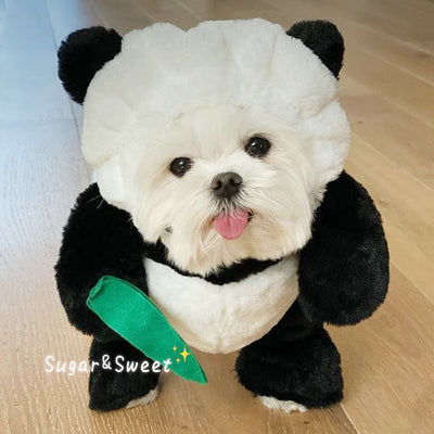 Rabbit or Panda Costume
