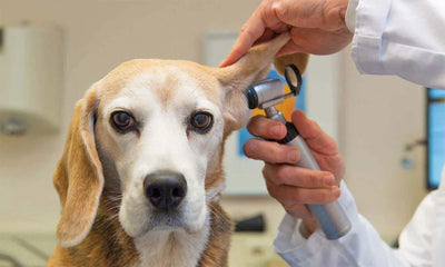 Pet Health & Wellness